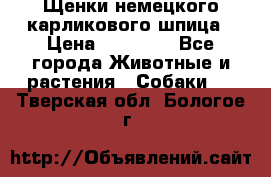 Щенки немецкого карликового шпица › Цена ­ 20 000 - Все города Животные и растения » Собаки   . Тверская обл.,Бологое г.